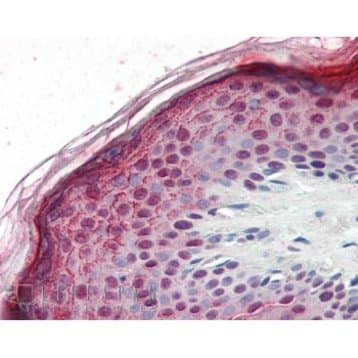 Aurora B Antibody