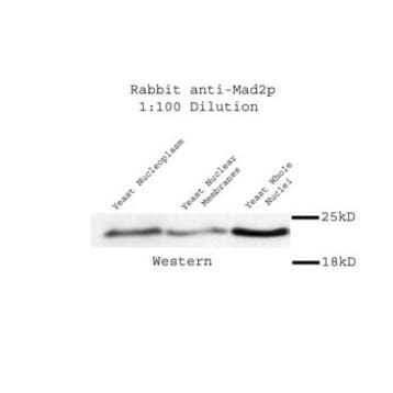 Mad2 Antibody