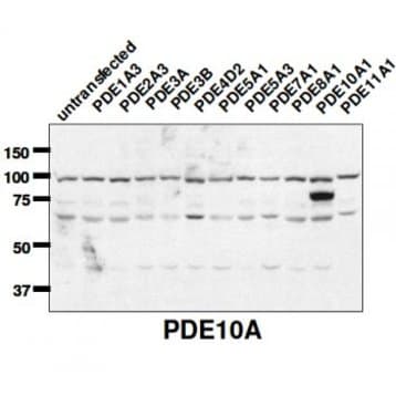 PDE10A Antibody avatar