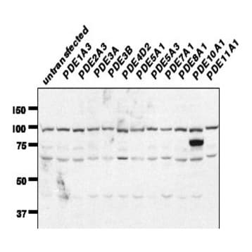 PDE11A Antibody avatar