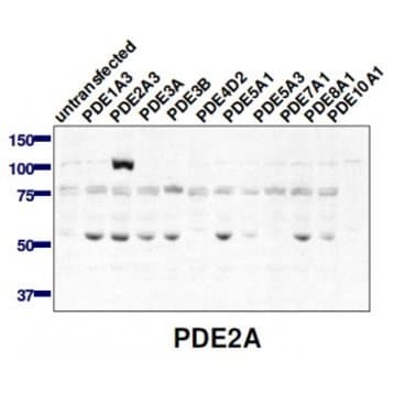 PDE2A Antibody avatar