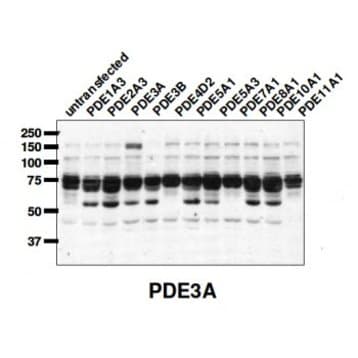 PDE3A Antibody avatar