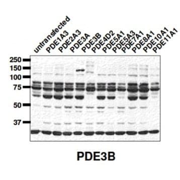 PDE3B Antibody avatar
