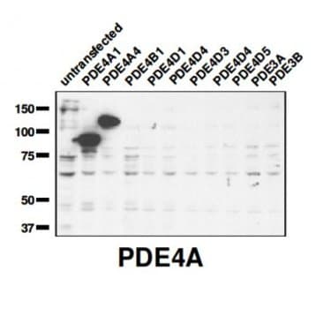 PDE4A Antibody avatar