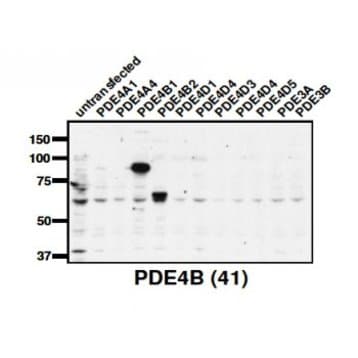 PDE4B Antibody avatar