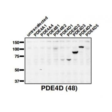 PDE4D Antibody avatar