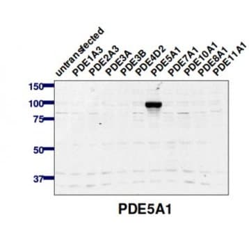 PDE5A Antibody avatar