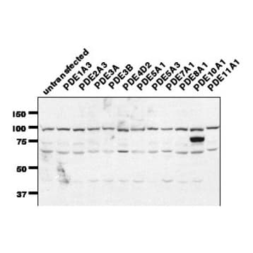 PDE7A Antibody avatar