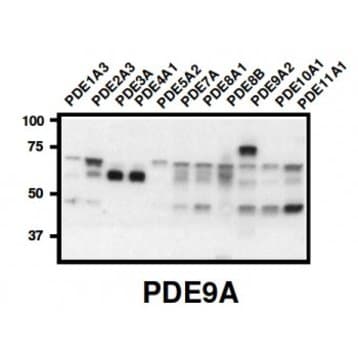 PDE9A Antibody avatar