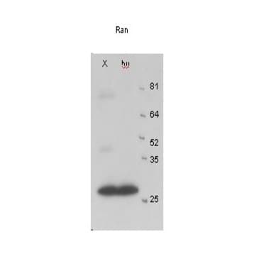 Ran Antibody avatar