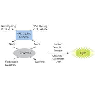 NAD/NADH-Glo(TM) Assay