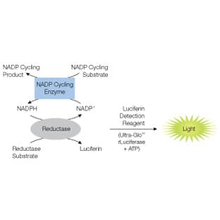 NADP/NADPH-Glo(TM) Assay
