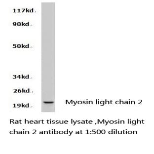 Myosin light chain 2 pAb