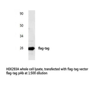 Flag-tag pAb