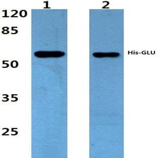 His-tag (4C2) mAb