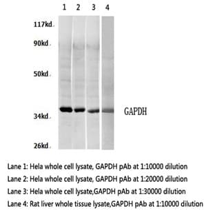 GAPDH (A531) pAb avatar