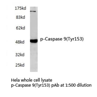 p-Caspase 9(Tyr153) pAb