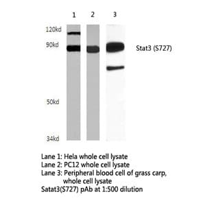 Stat3 (S727) pAb avatar