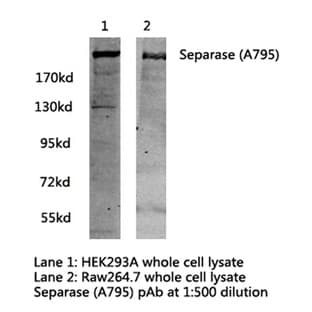 Separase (A795) pAb avatar
