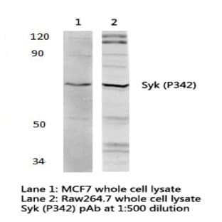 Syk (P342) pAb avatar