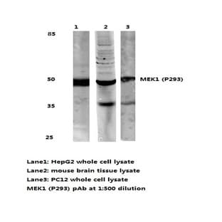 MEK1 (P293) pAb avatar