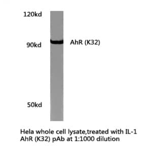 AhR (K32) pAb avatar