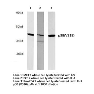 p38 (V318) pAb