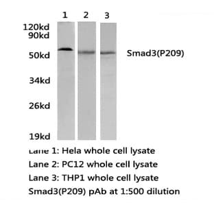 Smad3(P209) pAb avatar