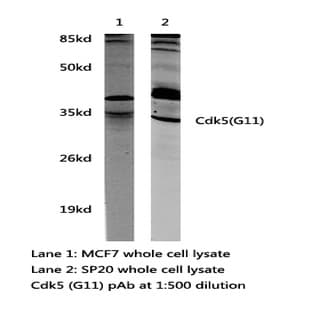 Cdk5(G11) pAb avatar