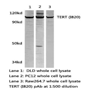 TERT(I820) pAb avatar