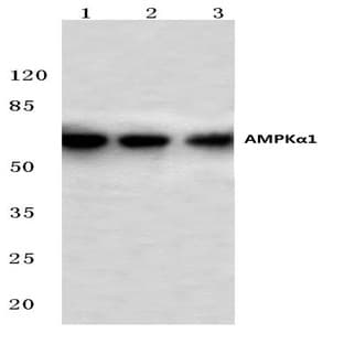 AMPK(alpha)1 (T479) pAb avatar