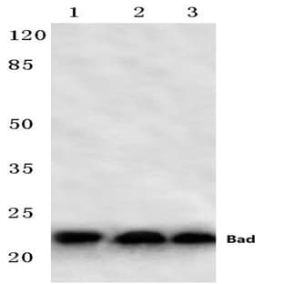 Bad (F130) pAb avatar