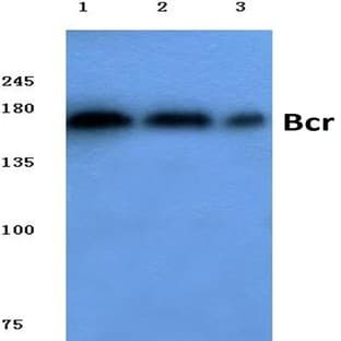 Bcr (D171) pAb avatar