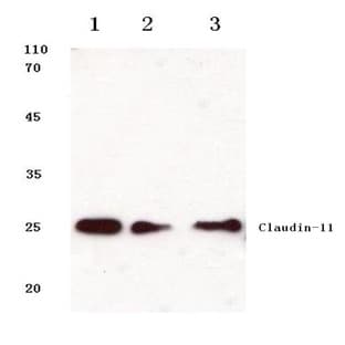 Claudin-11 (S198) pAb avatar