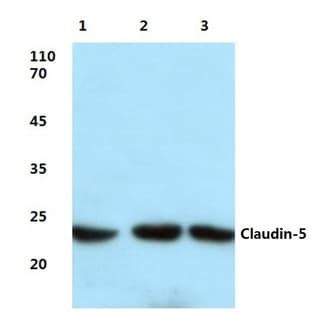 Claudin-5 (S201) pAb avatar