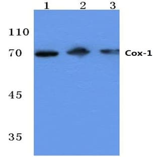 Cox-1 (S585) pAb avatar