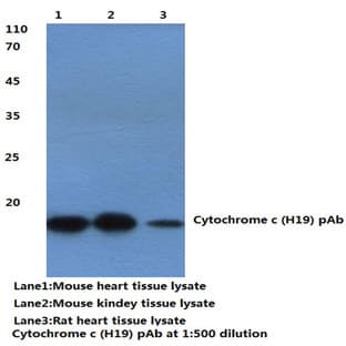 Cytochrome c (H19) pAb avatar