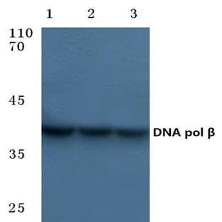 DNA pol (beta) (Q324) pAb