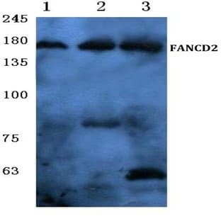 FANCD2 (P216) pAb avatar