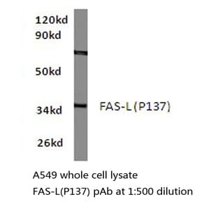 FasL (P137) pAb avatar
