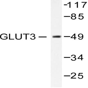 Glut 3 (E482) pAb avatar