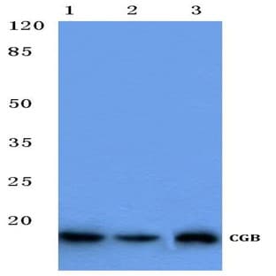 CGB (D131) pAb avatar