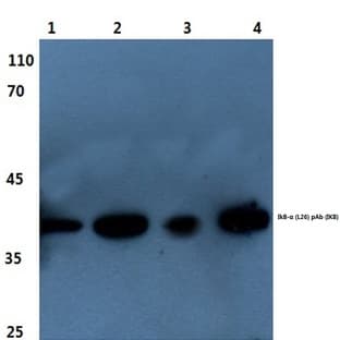 IKB-(alpha) (L26) pAb avatar