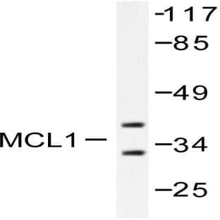 Mcl-1 (S121) pAb