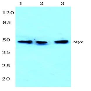 Myc (E352) pAb avatar