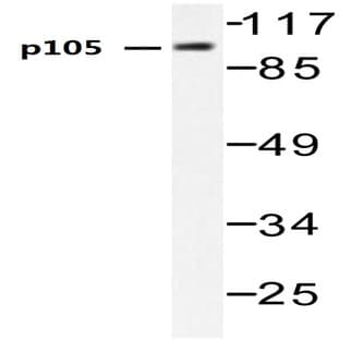 NFkB-p105 (A901) pAb