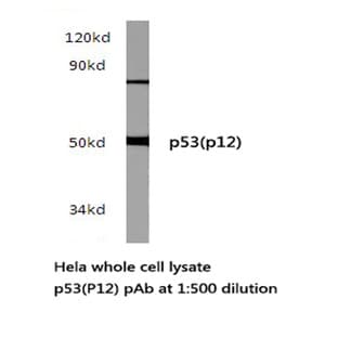 p53 (P12) pAb
