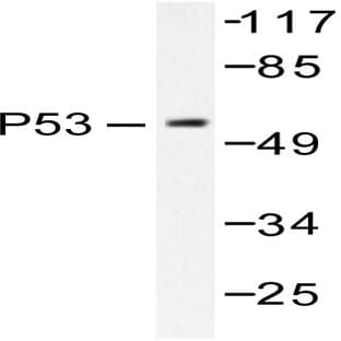 p53 (E3) pAb