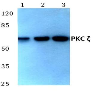 PKC (zeta)(P404) pAb avatar