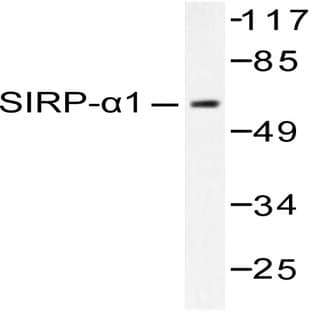 SIRP-(alpha)1 (R479) pAb avatar
